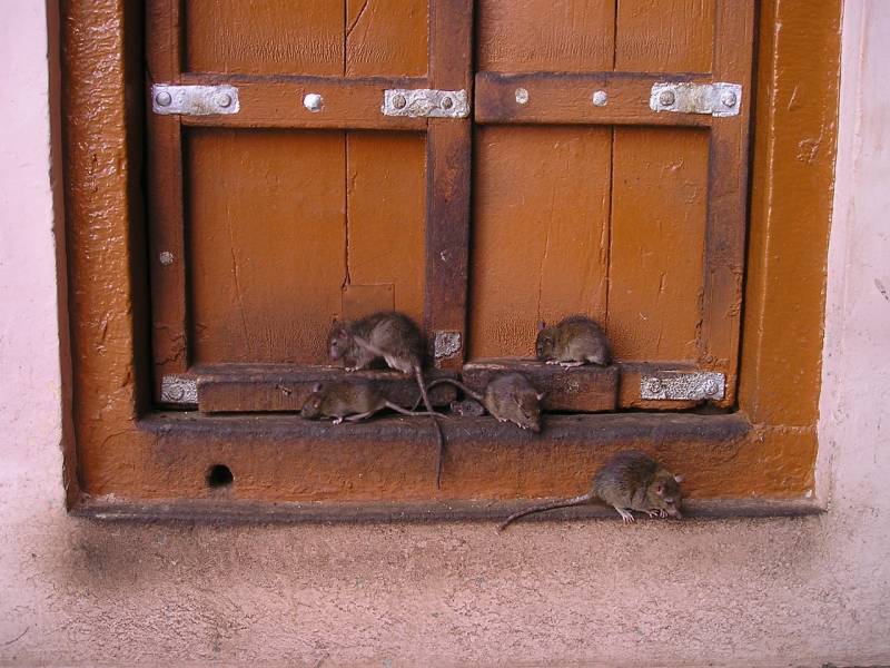  Quelle est la meilleure méthode pour éliminer les rongeurs ? rats ou souris