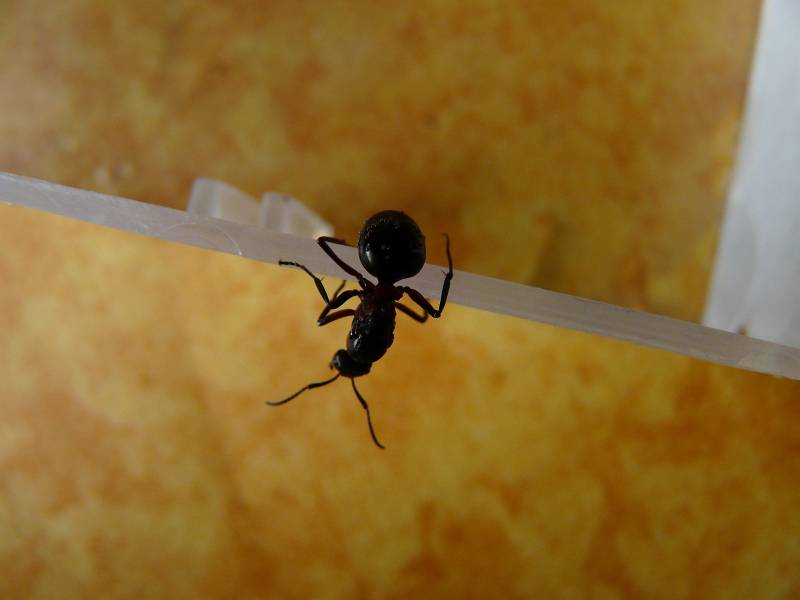 Intervention Nuisitrap contre les fourmis à Villefranche sur Saône
