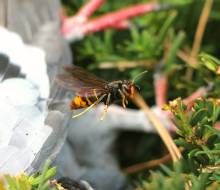 Notre zone d'activité pour ce service Entreprise de désinsectisation Roanne 42 Loire pour traitement infestation de fourmis