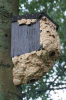 Notre zone d'activité pour ce service Société de dératisation Lyon 69 vers Belleville-en-Beaujolais  pour une intervention 7/7 à