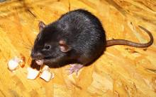 Notre zone d'activité pour ce service Traitement contre une infestation de rats dans un logement individuel à